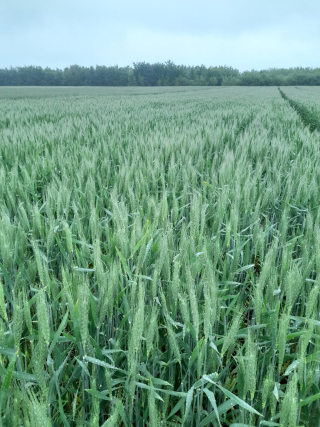 3.06.3