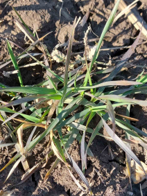 IMG 57fb5c6c1a1936ad31333673afe702a0 V